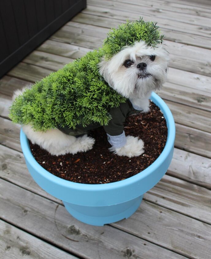 diy halloween costumes for dogs chia pet