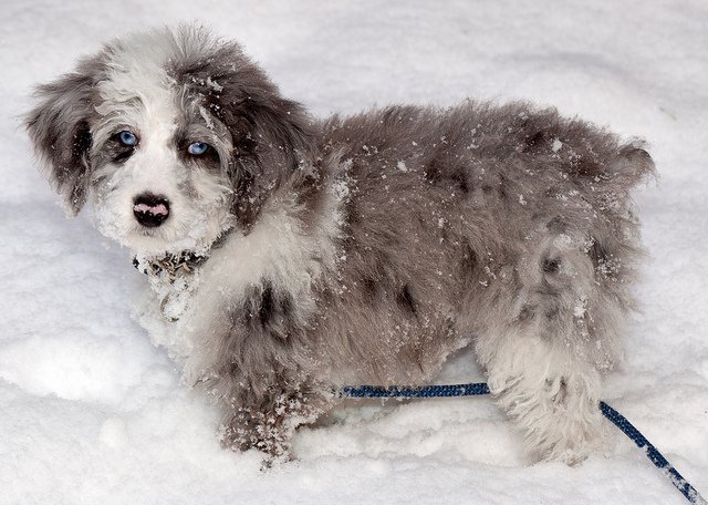 aussiedoodle