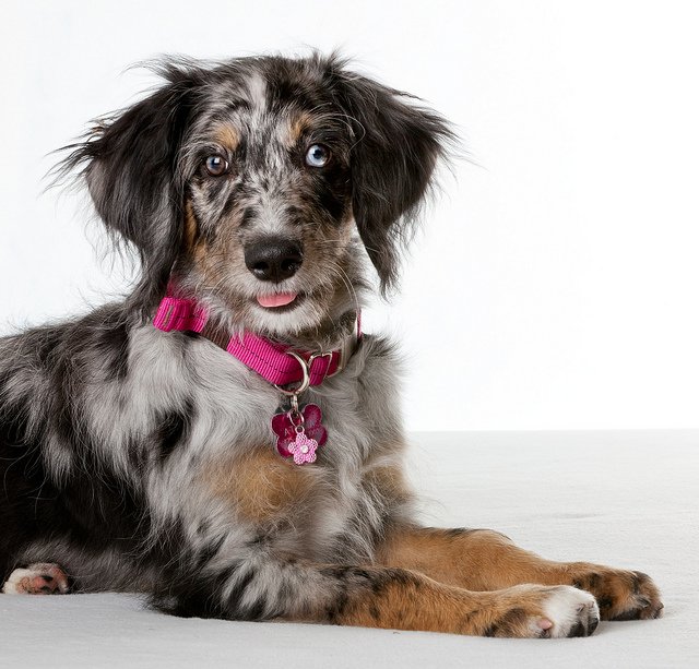 aussiedoodle