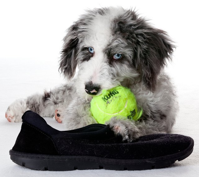 aussiedoodle