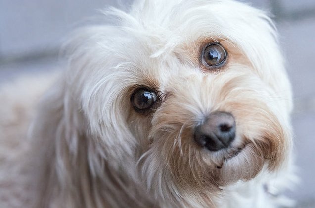 cavapoo