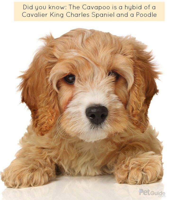 cavapoo