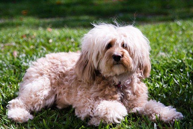 cavapoo