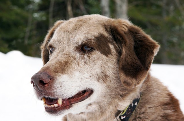 how to keep senior dogs comfortable this winter