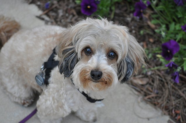 maltipoo