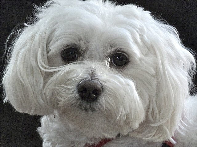 maltipoo