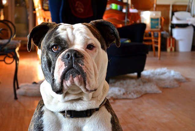 olde english bulldogge