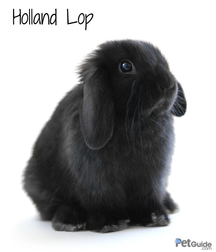 holland lop