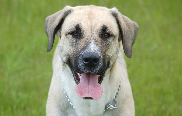 kangal dog