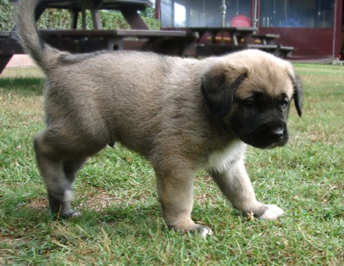 kangal dog