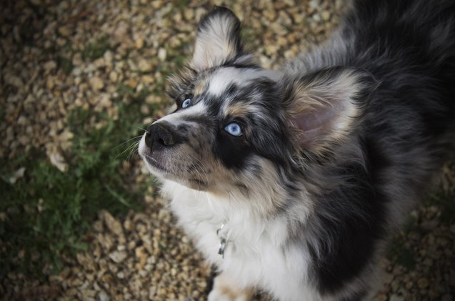 miniature aussiedoodle