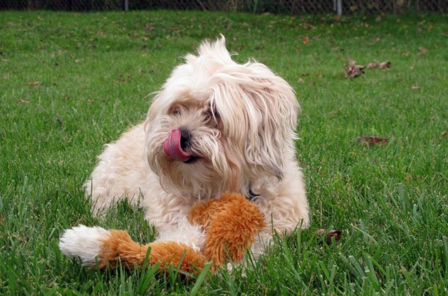 yorkie bichon