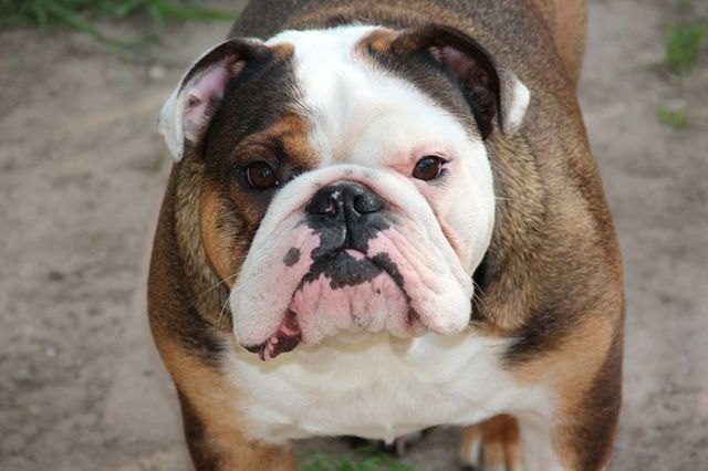 australian bulldog