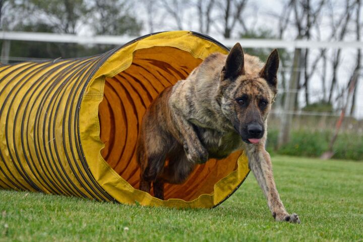 dutch shepherd