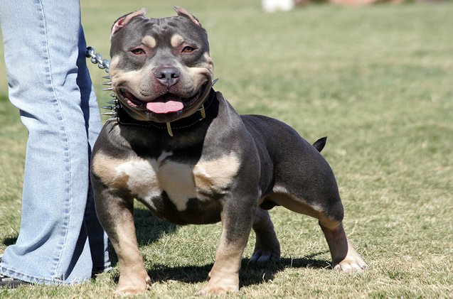 pocket pitbull