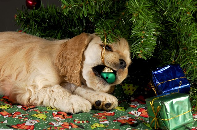 7 sparkling safety tips for a dog proof christmas tree