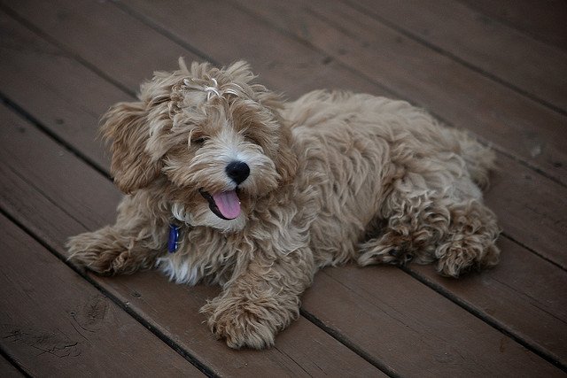 westiepoo