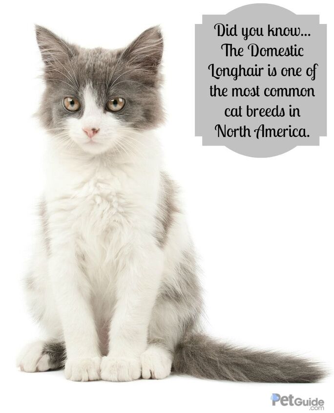 domestic longhair