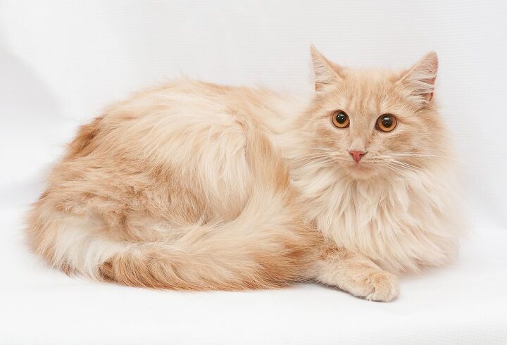 domestic longhair