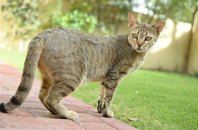 arabian mau