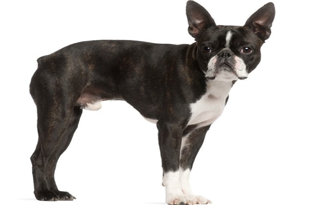 top 10 best indoor dogs