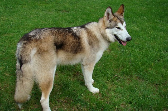 native american indian dog