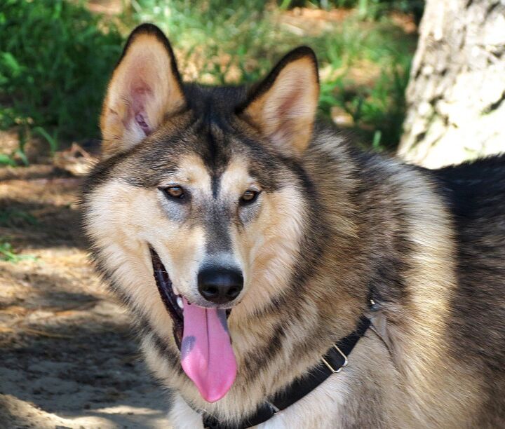 native american indian dog