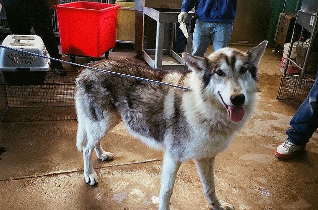 native american indian dog