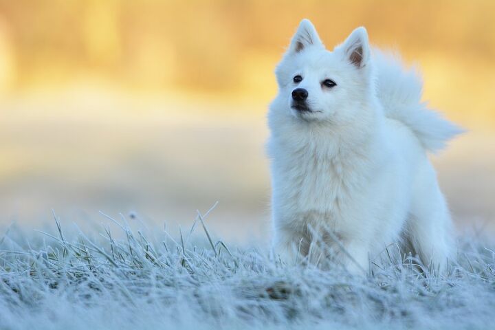 japanese spitz