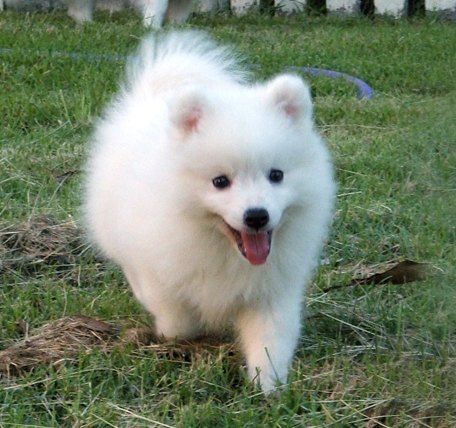 japanese spitz