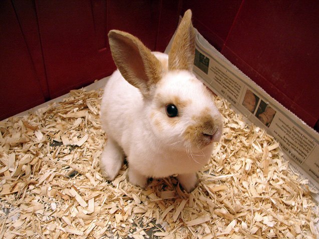 mini rex rabbit