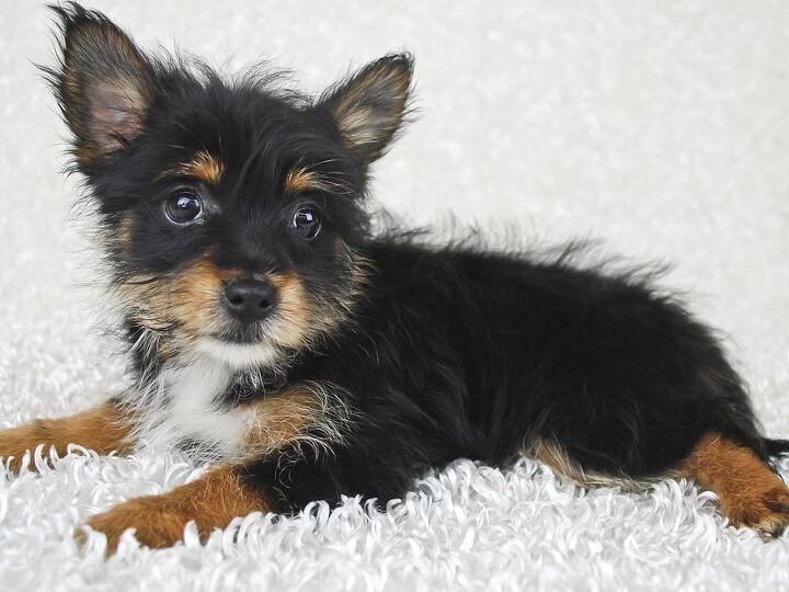 yorkie pom