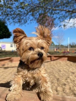 yorkie pom