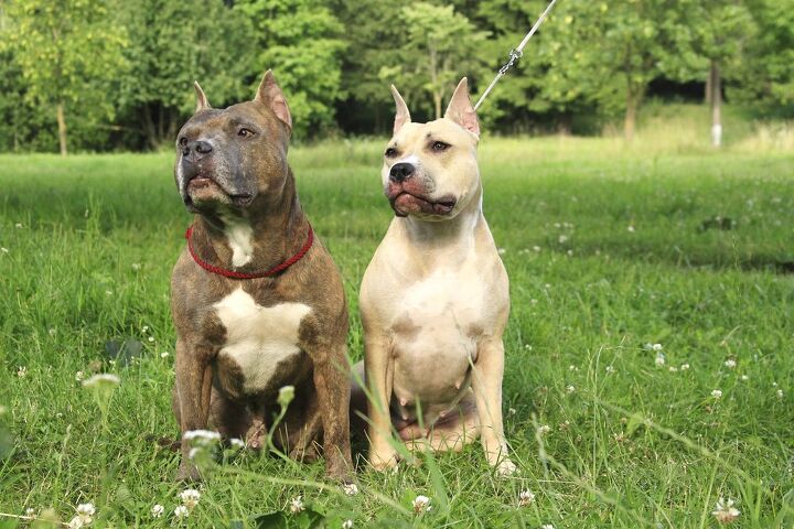 american staffordshire terrier