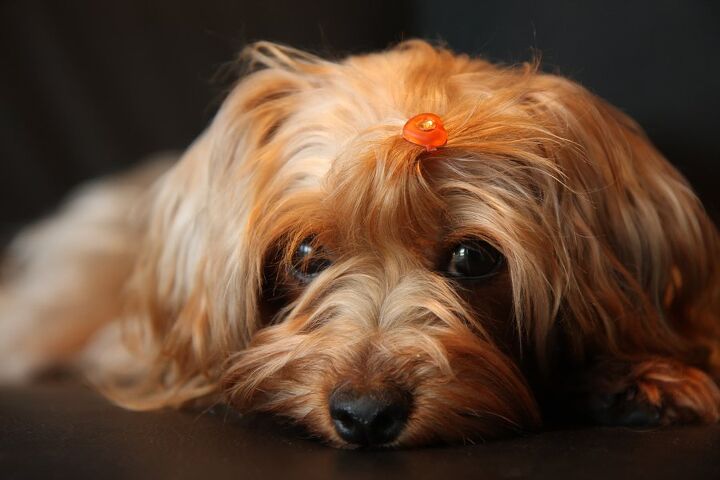 yorkie poo