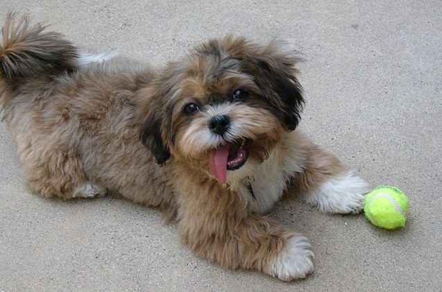 shih poo