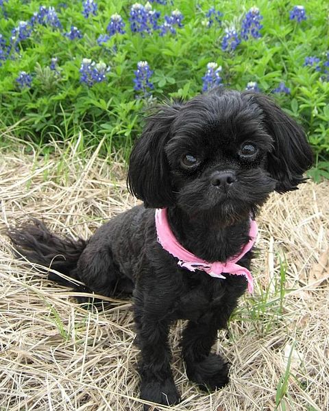 shih poo