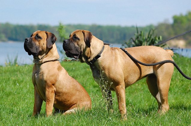 boerboel