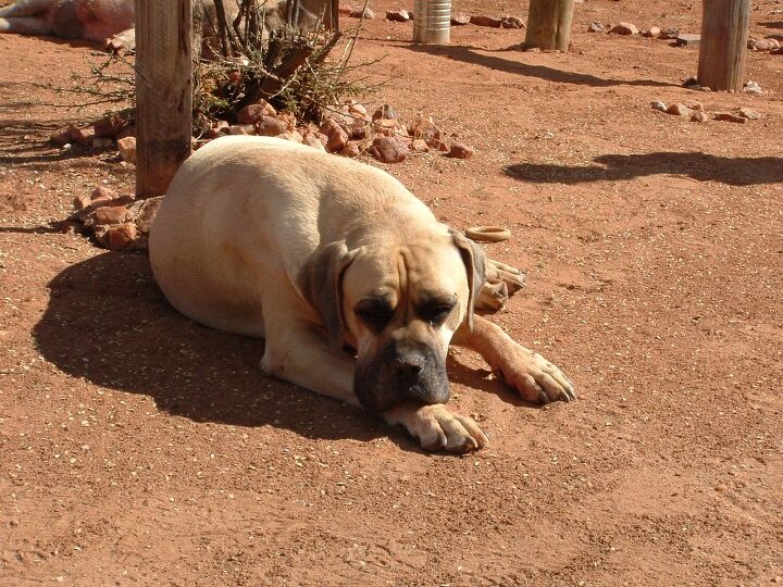 boerboel