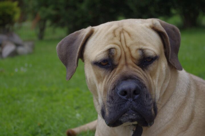 boerboel