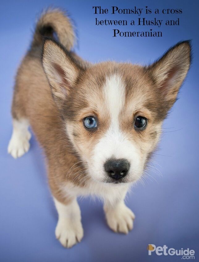 pomsky