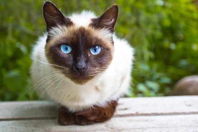 top 10 best cats for mousing