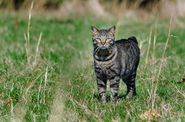 top 10 best cats for mousing