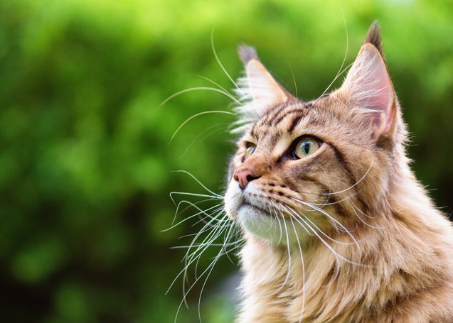 top 10 best cats for mousing