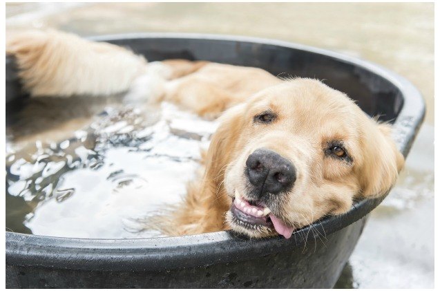 petsafe sponsors national pet hydration awareness month with drinkwell