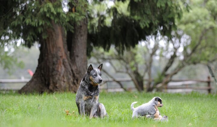 australian cattle dog