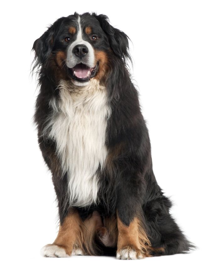 bernese mountain dog