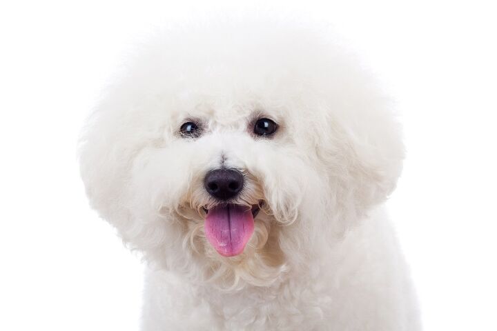 bichon frise