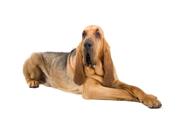 bloodhound