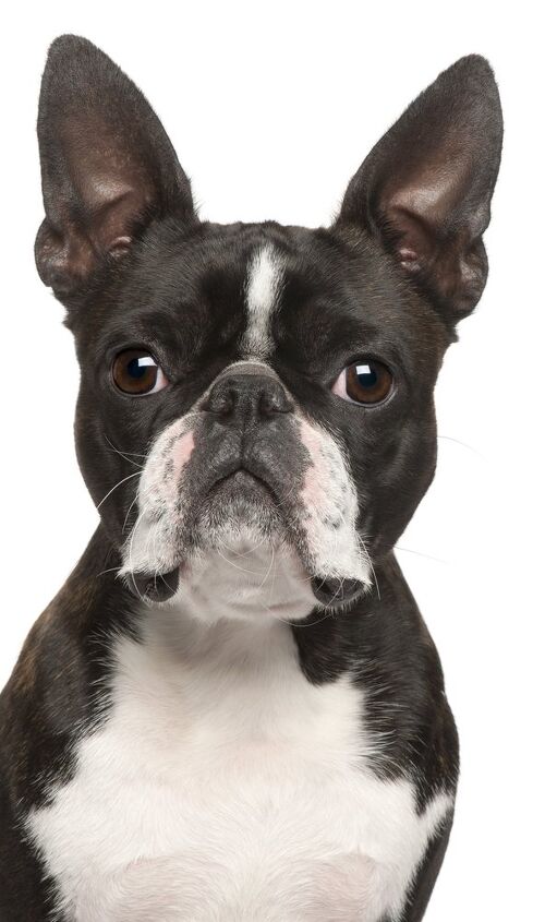 boston terrier